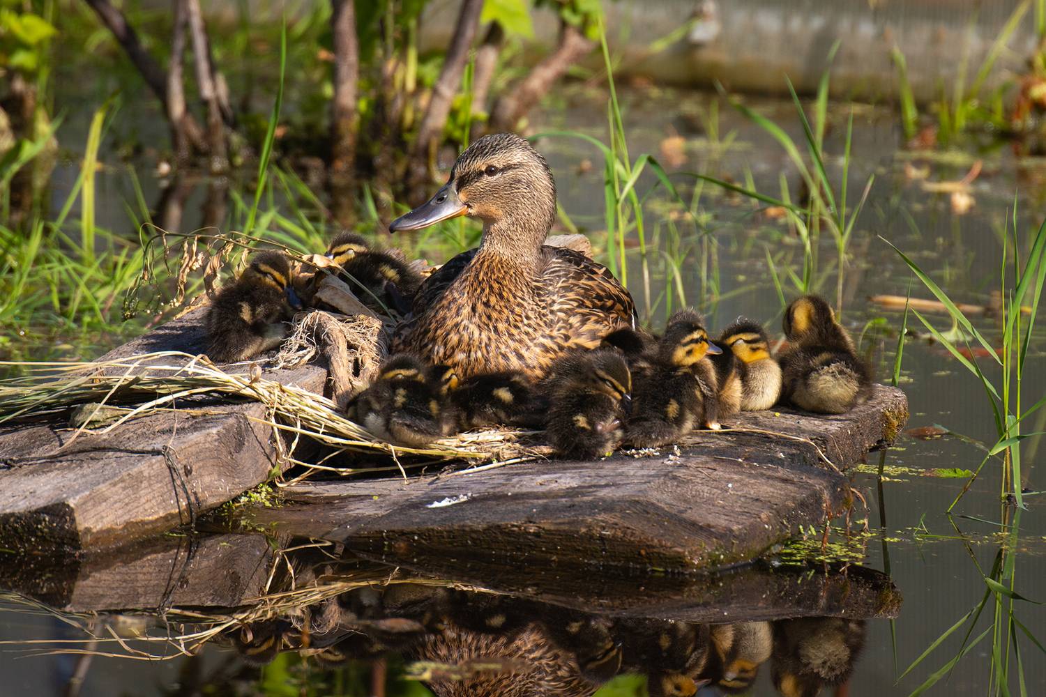 , Чудинин Дмитрий