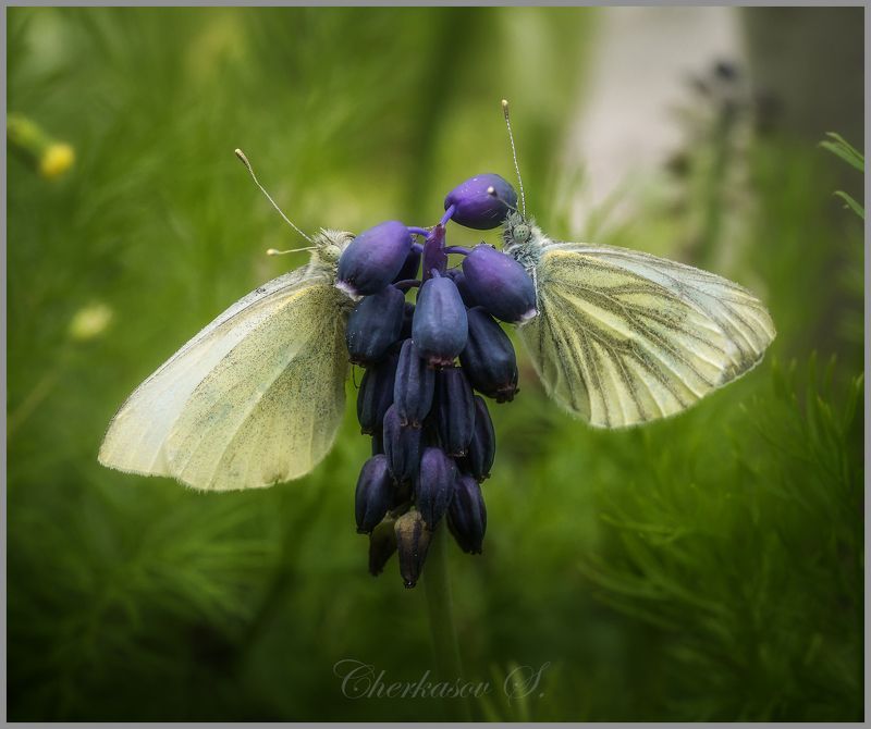 фото превью