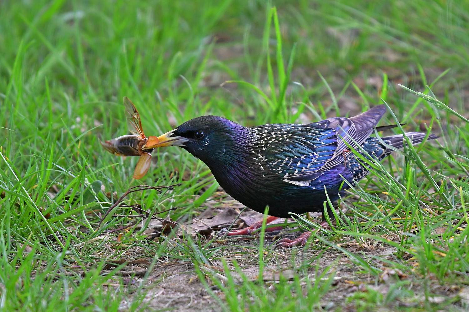 , Корнейчук Игорь