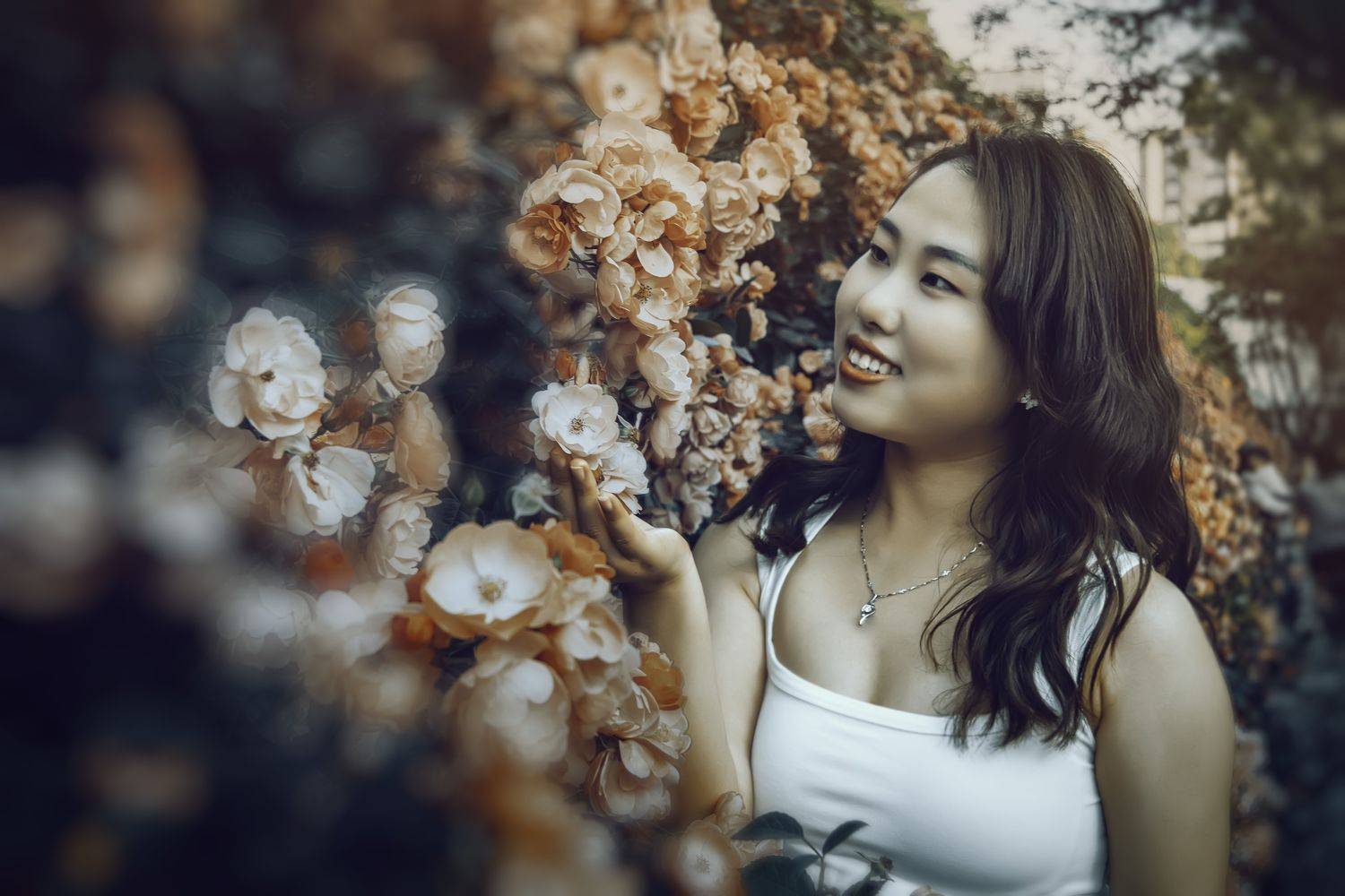 红蔷薇, 吴 微雨墨烟鸿