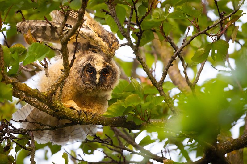 Long-eared Owl фото превью