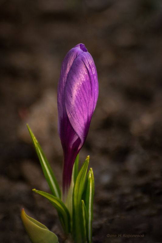 Цветы весна крокусы И снова о крокусах фото превью