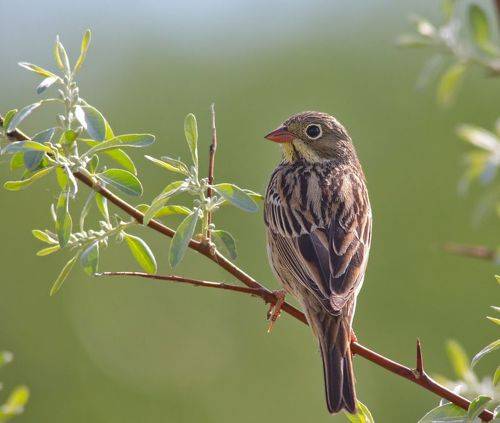 Emberiza hortulana.