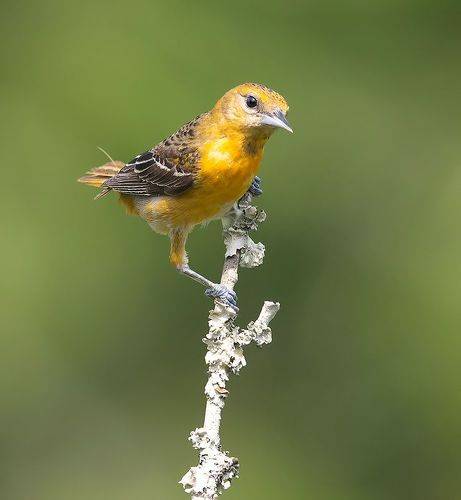 Baltimore Oriole - Балтиморская Иволга