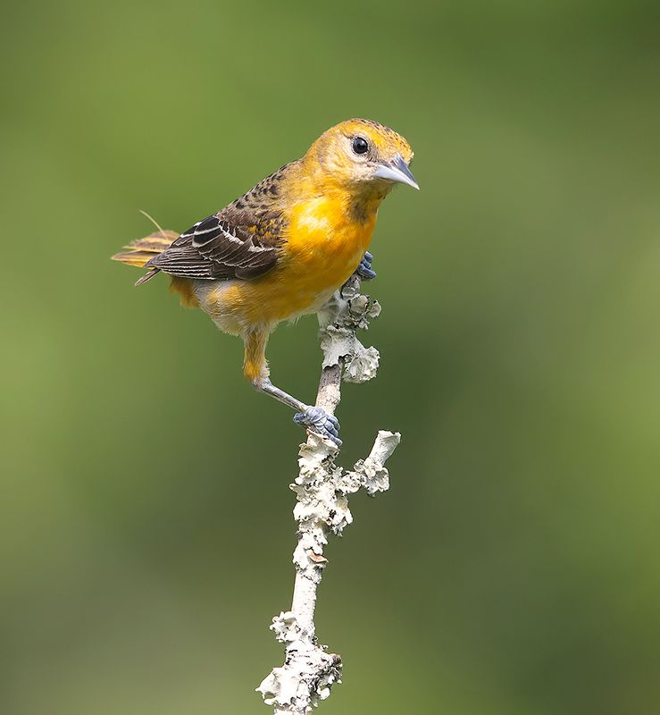 трупиал, baltimore oriole, oriole, весна Baltimore Oriole - Балтиморская Иволга фото превью