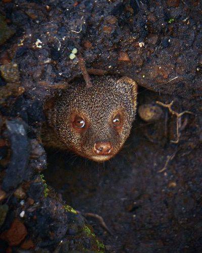 Mongoose