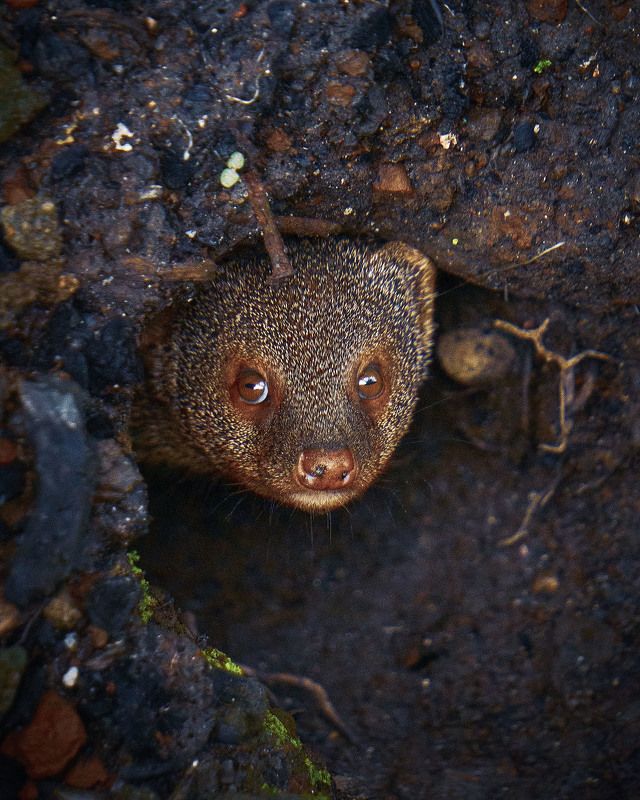 mongoose Mongoose фото превью