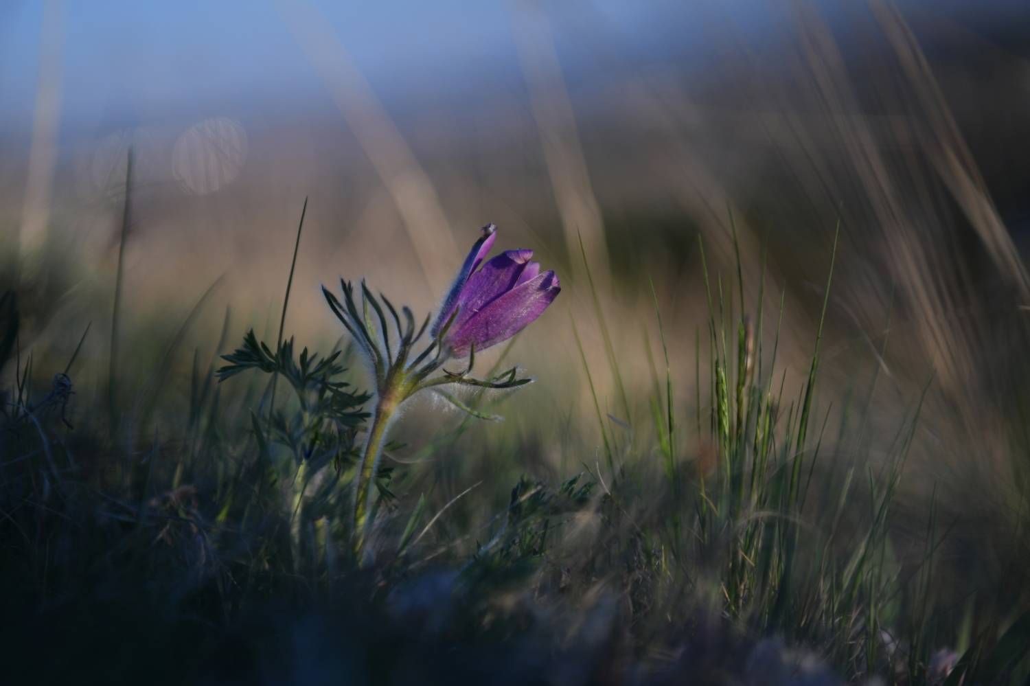 , Светлана Крат