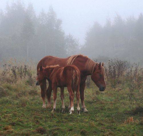 Осенняя меланхолия.