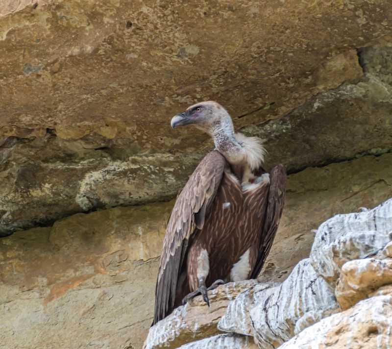 кисловодск, белоголовый сип, аликоновское ущелье Белоголовый сип фото превью