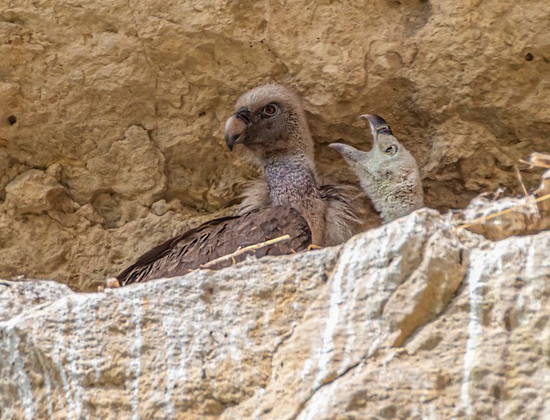 кисловодск, белоголовый сип, аликоновское ущелье Расскажи мне сказку, мама фото превью