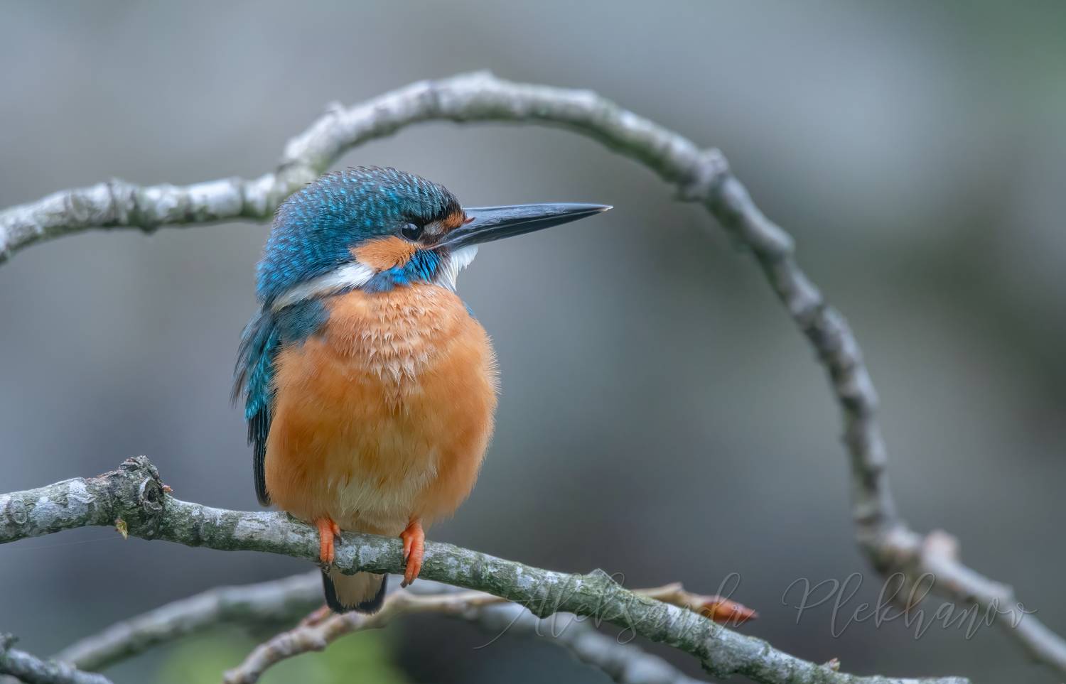 , Плеханов Александр