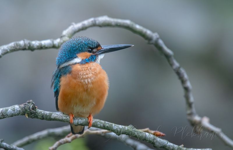 После дождика в четверг . Kingfisher фото превью