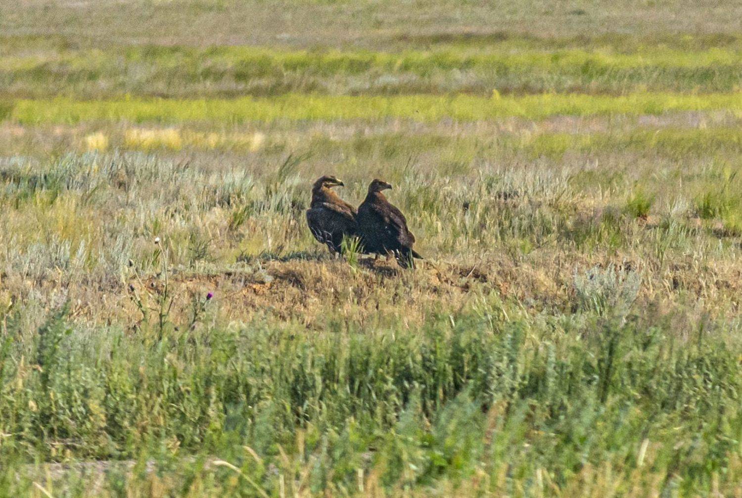 калмыкия. птицы. степной орел., Савчук Сергей