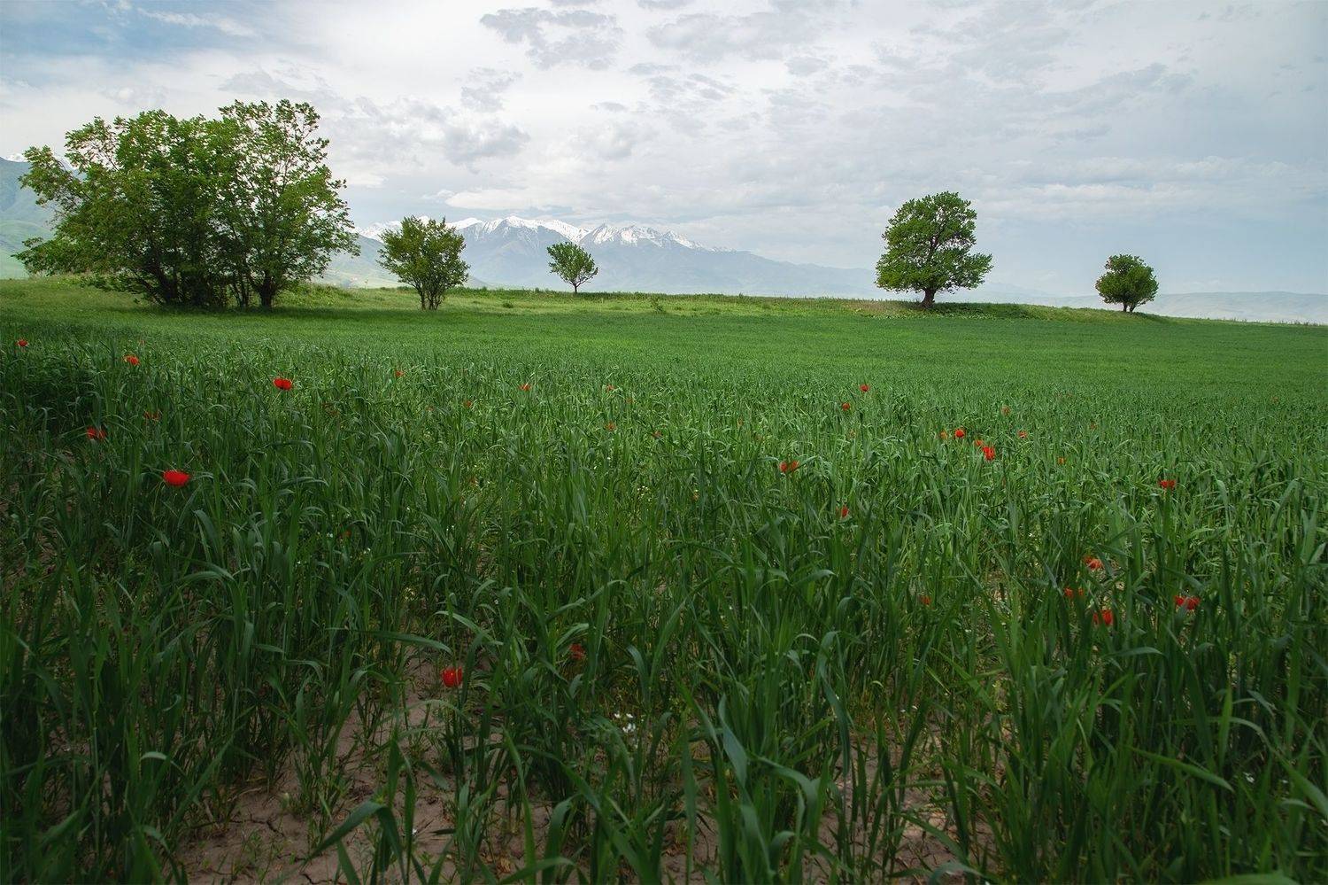 кыргызстан, Элина Магалимова