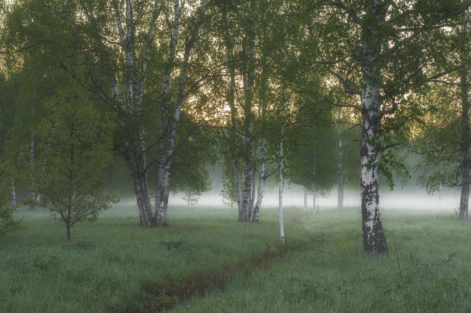 , Максим Вышарь