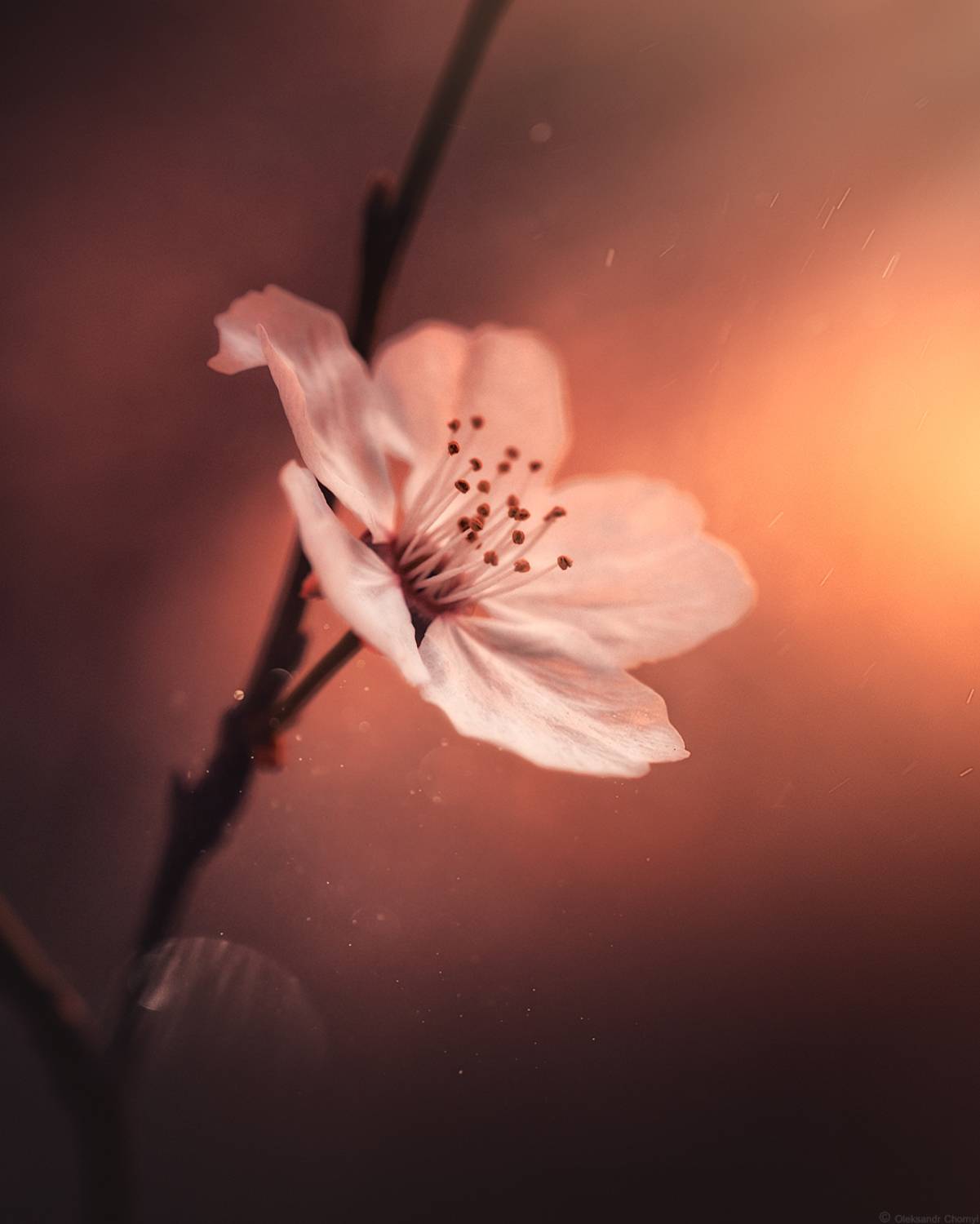 весна, сияние, цветок, май, макро красота, макро мир, волшебство, тишина, вдохновение, украина, коростышев,, Чорный Александр