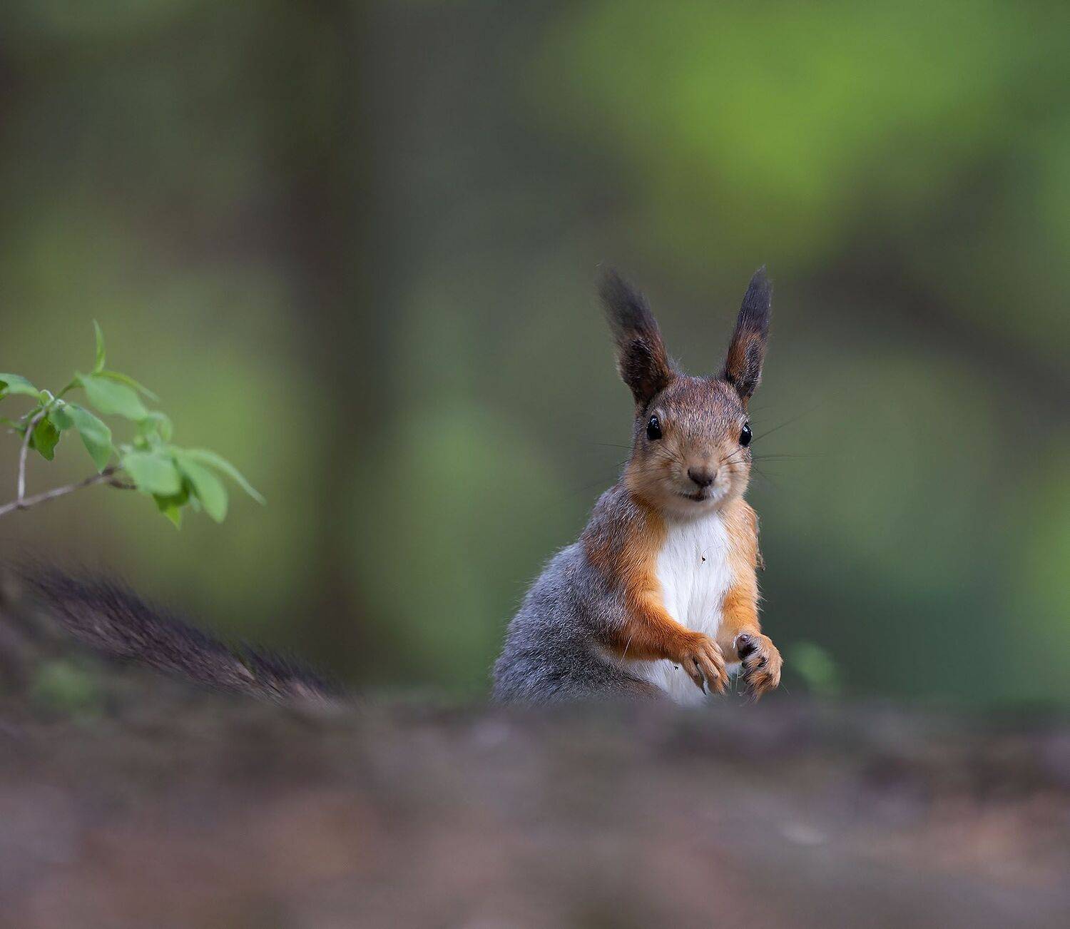 белка,лес,весна, природа, squirrel, beautiful, forest, nature, Стукалова Юлия