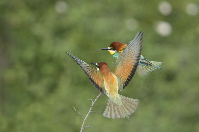 Щурки фото превью