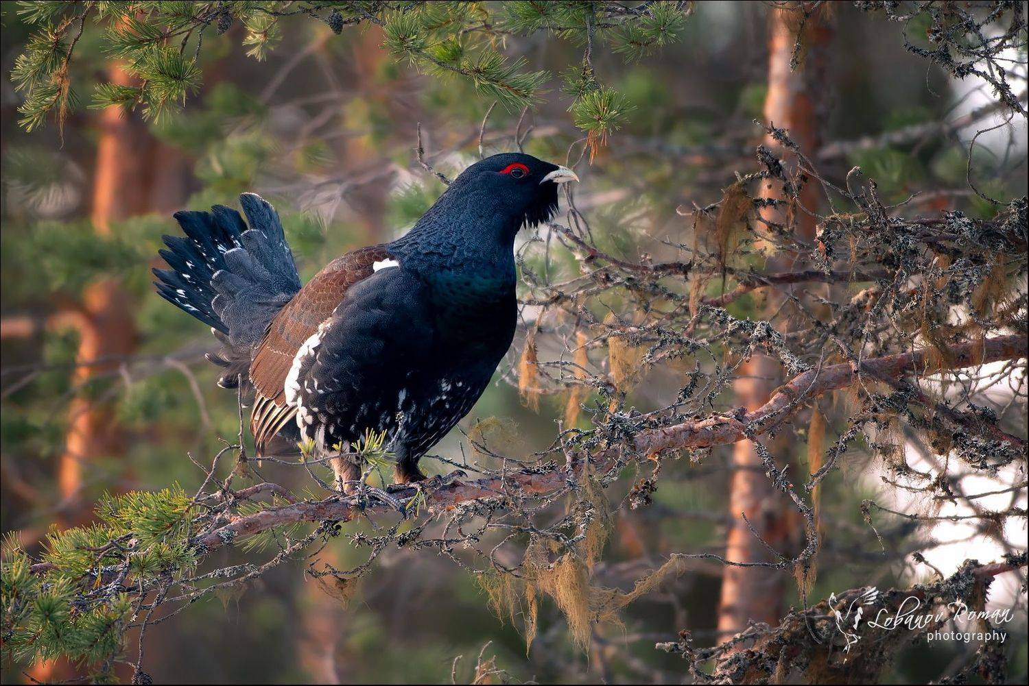 карелия., национальный, парк, Роман Лобанов