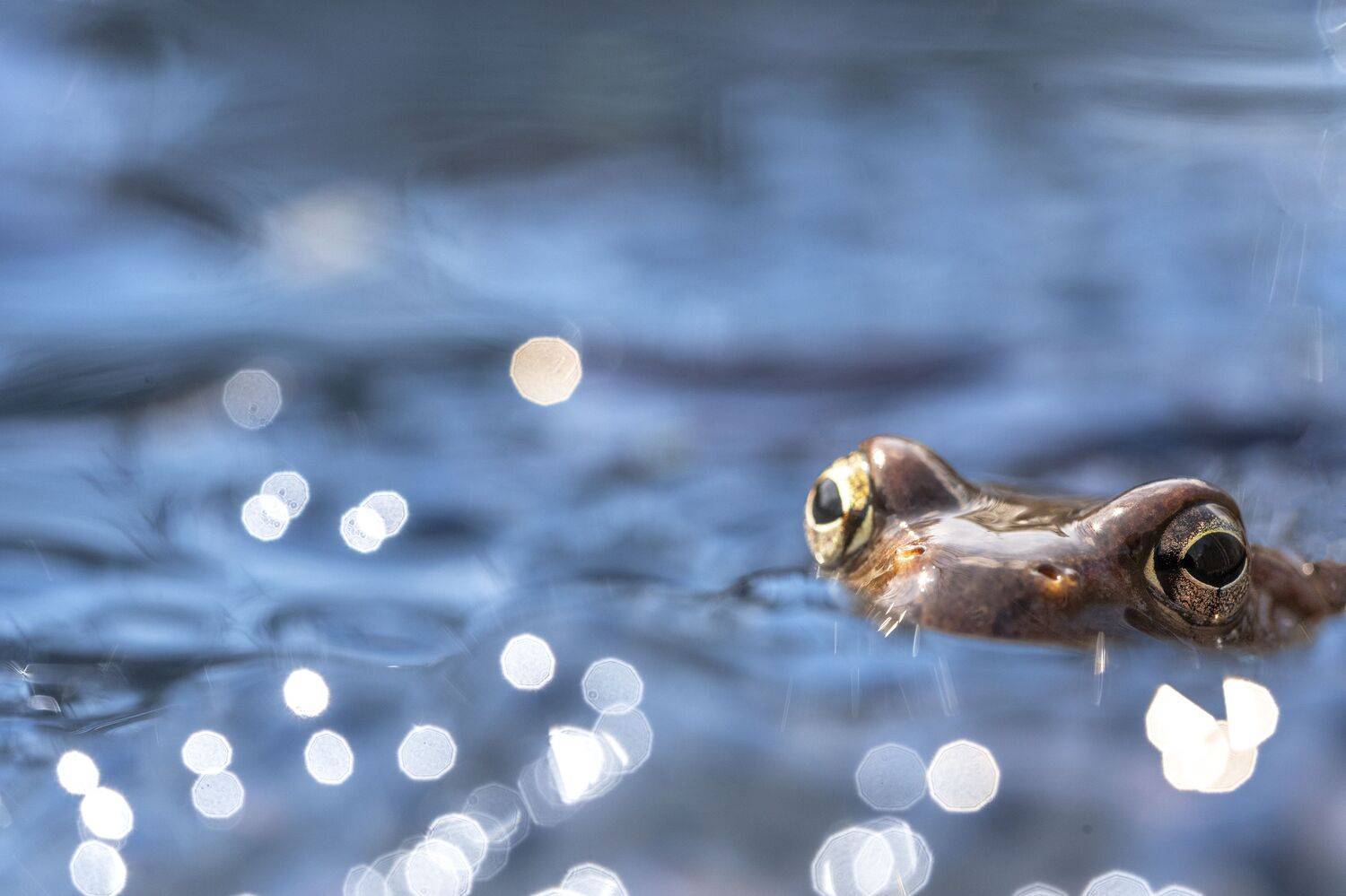 лягушка, Кассандра Мареева