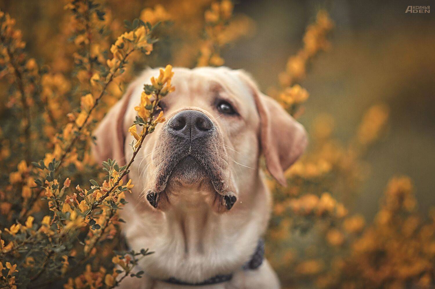 , Денисова Аксинья