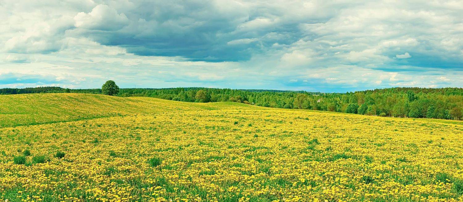 одуванчики, поле, сосновка, весна, Виктор Гурков