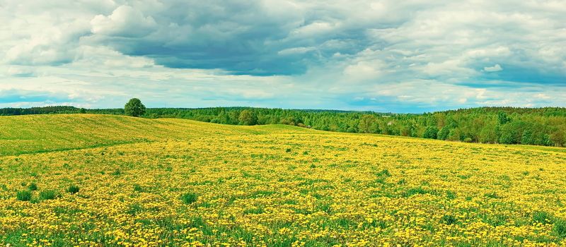 Одуванчиковое поле фото превью