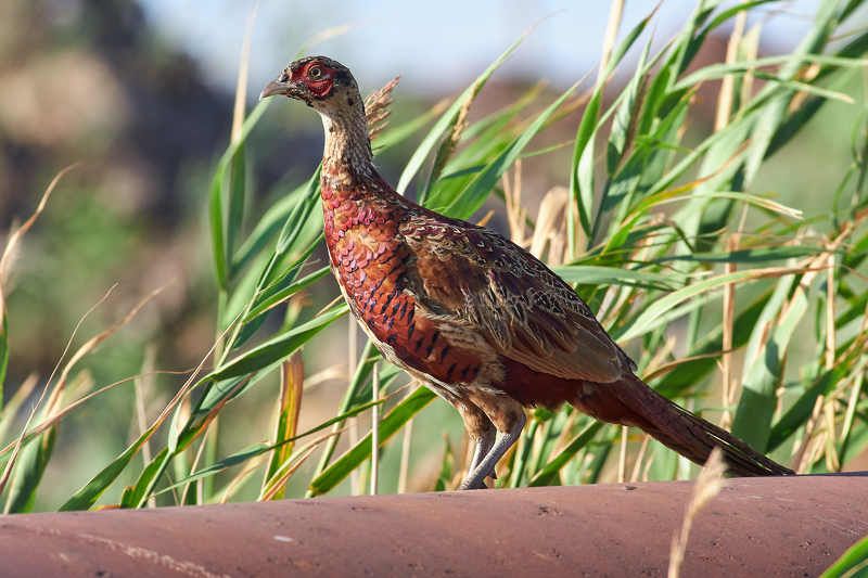 Phasianus colchicus фото превью