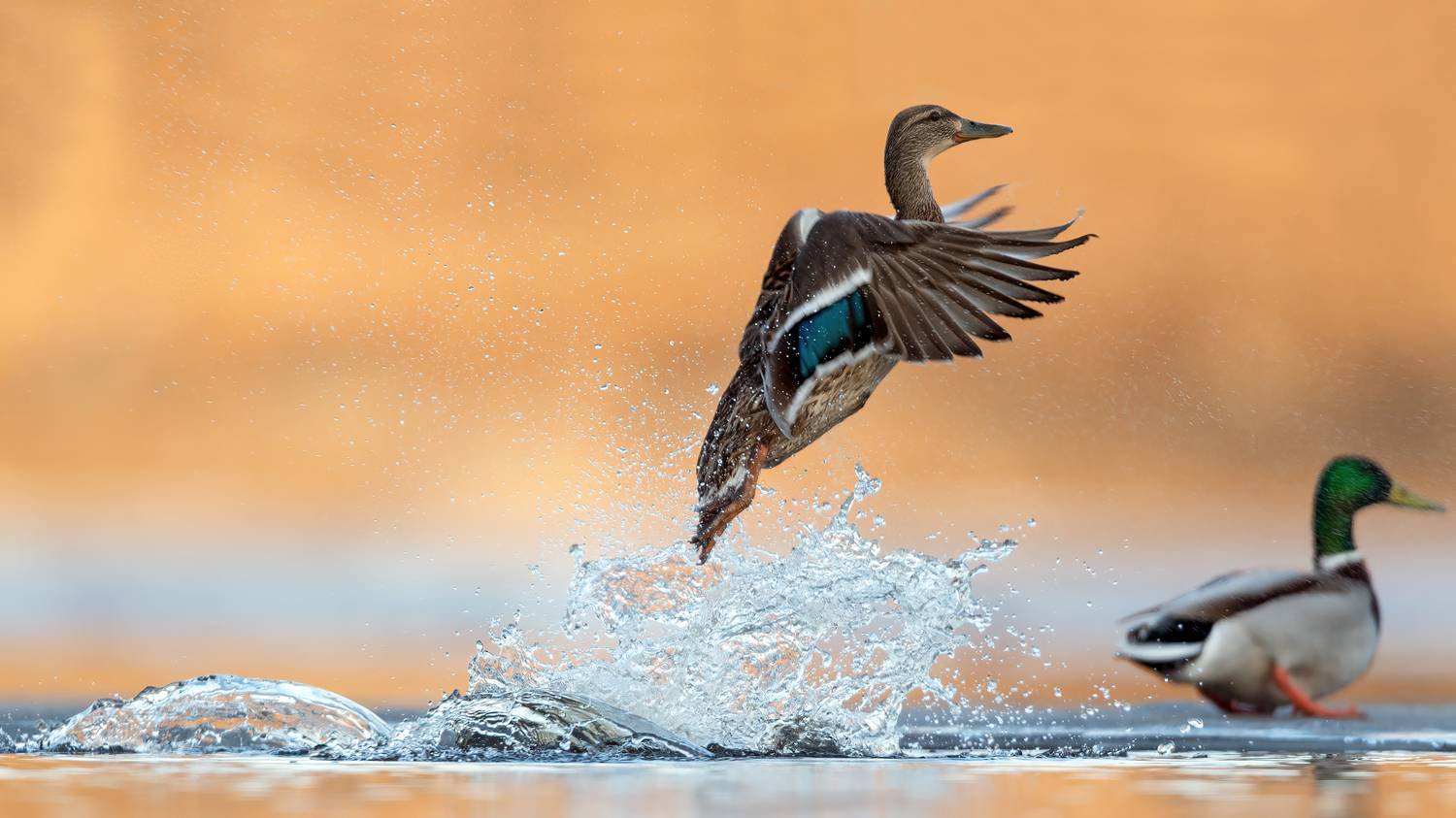 , Калинин Михаил