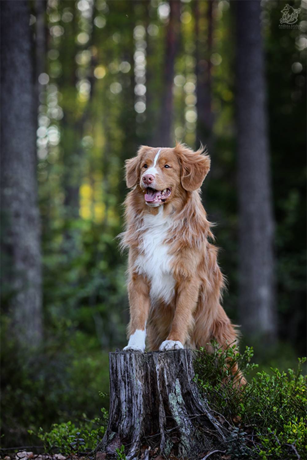 , Андрей Ершов