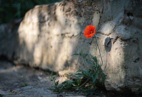 Утро майских маков.