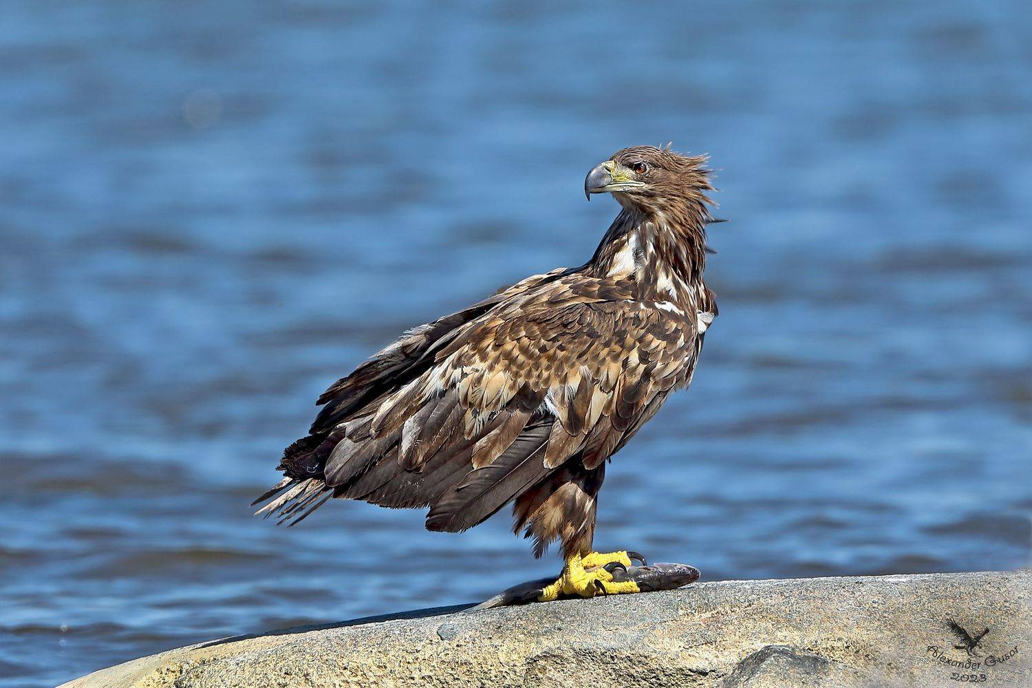 орлан белохвост., Гусар Александр