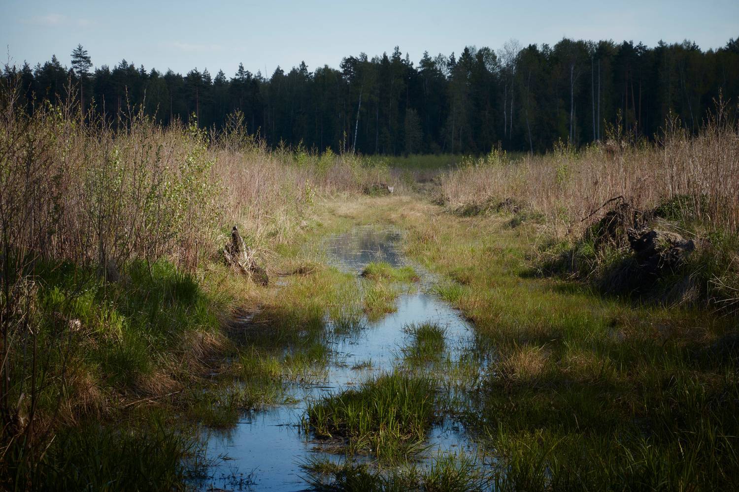 лес, весна, деревья, пейзаж, forest, woodland, trees, landscape, spring, Валерий Вождаев
