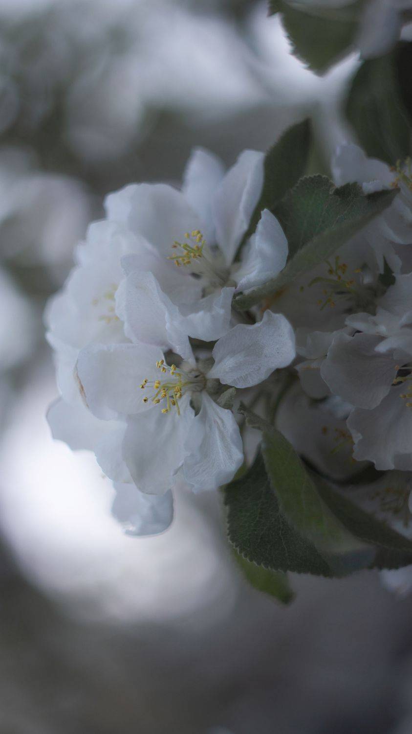 макро, весна, helios, macro, blossom, garden, gardening, close up,, Мария Обидина