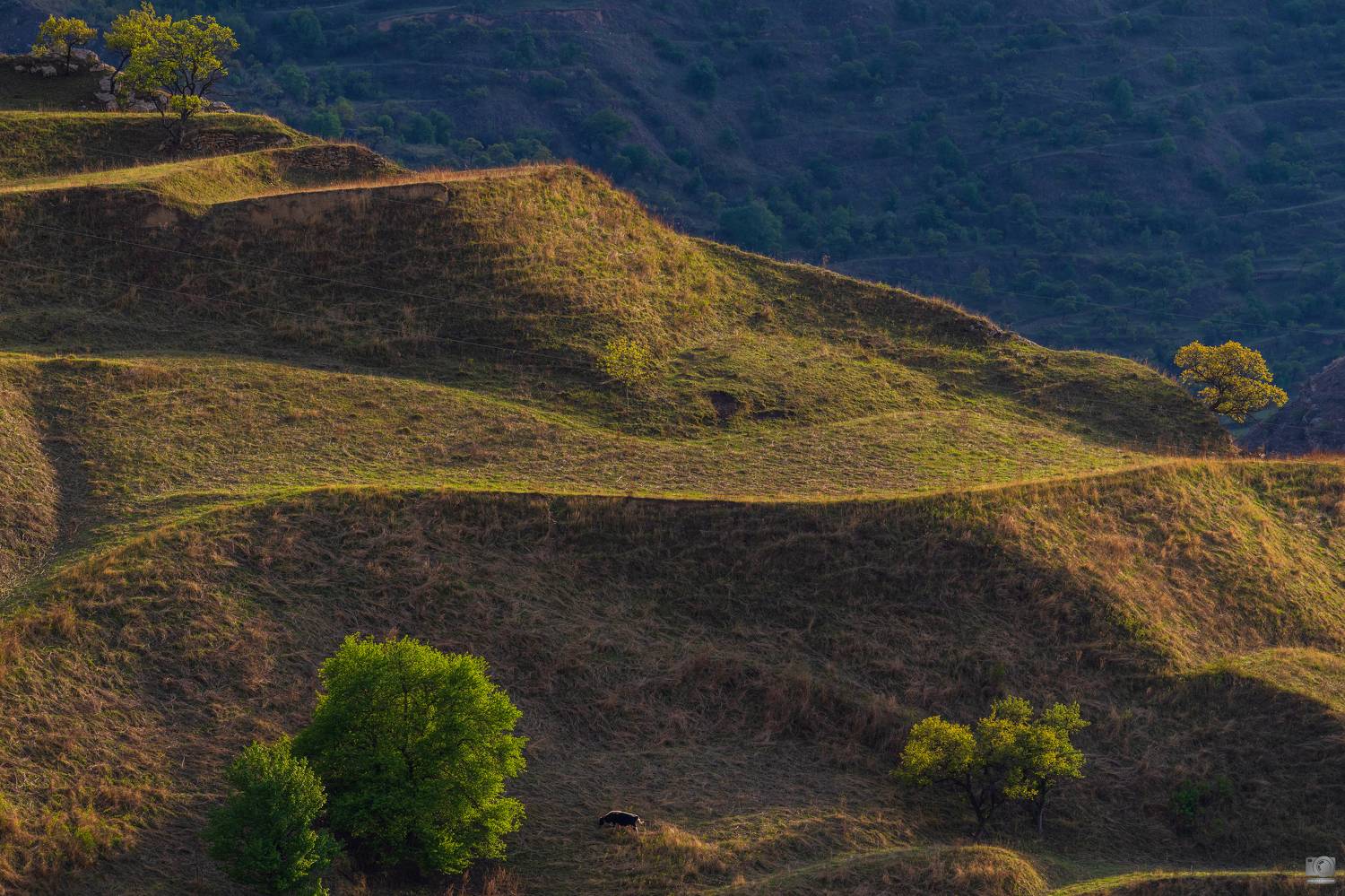 Дагестан, Ковалев Дмитрий