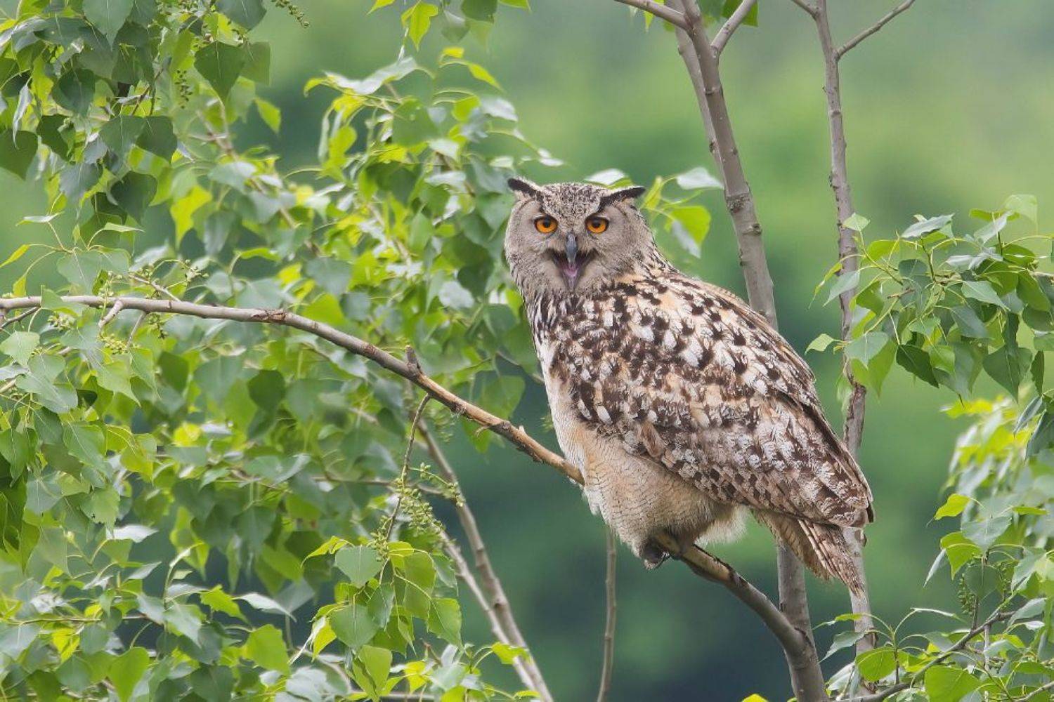 , Дмитрий Шевцов