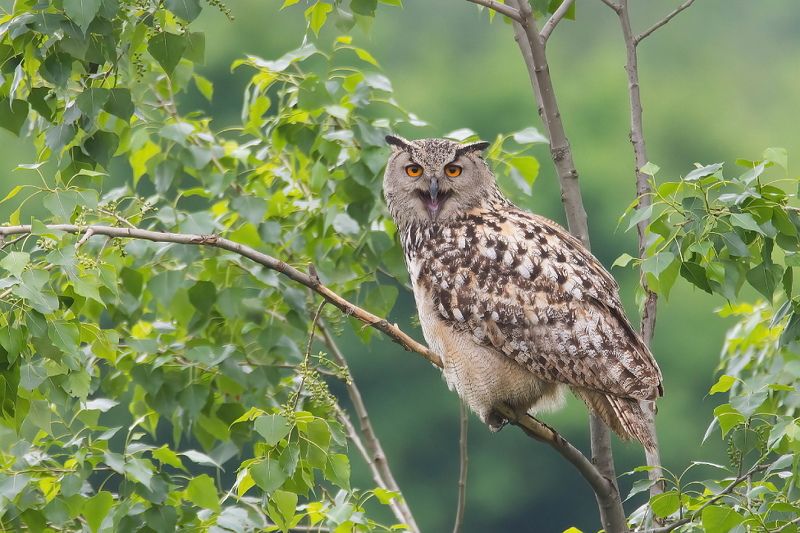 Филин фото превью