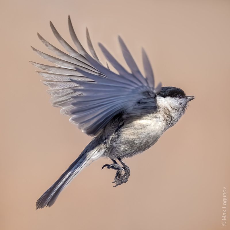 Буровоголовая гаичка в полёте фото превью