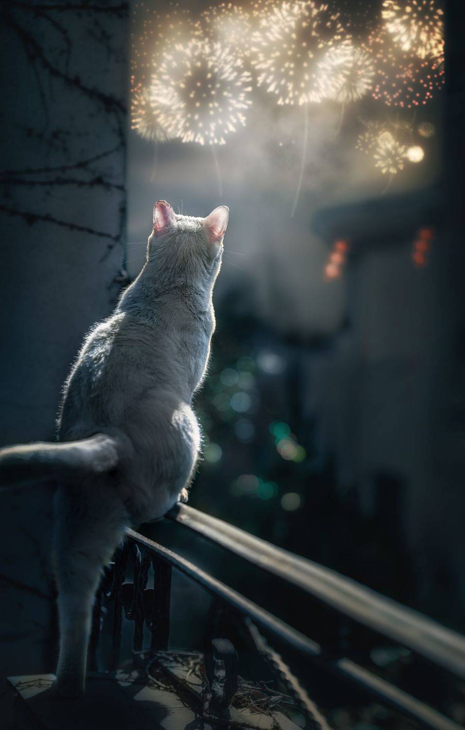 猫 宠物 , 宠物摄影师狗哥