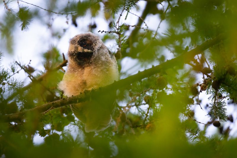 Long-eared Owl фото превью