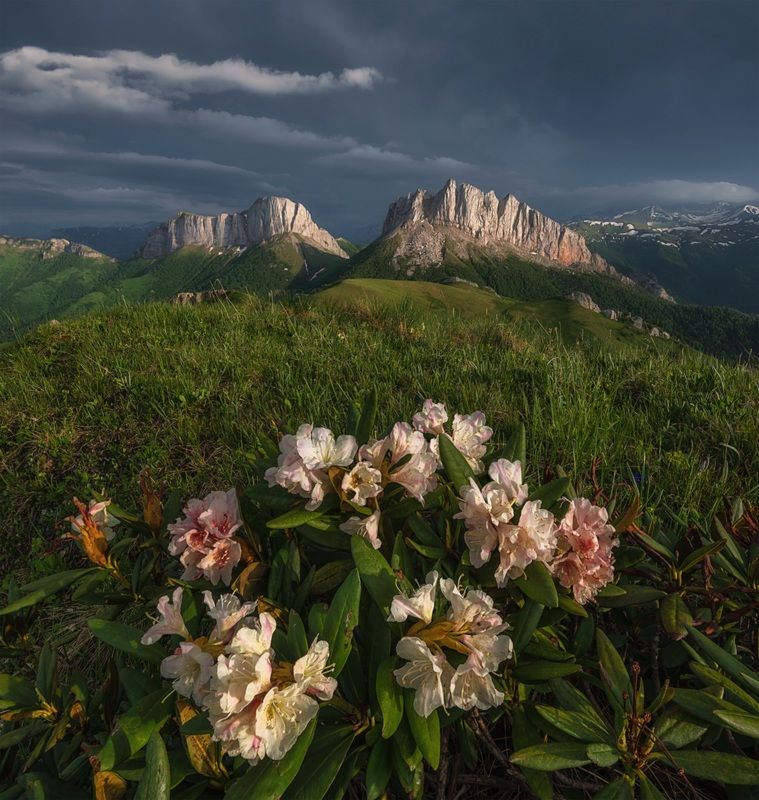 западный кавказ, ачешбок, чёртовы ворота, родрдендронн, гроза, свет, июнь, вечер Про Свет после грозы фото превью