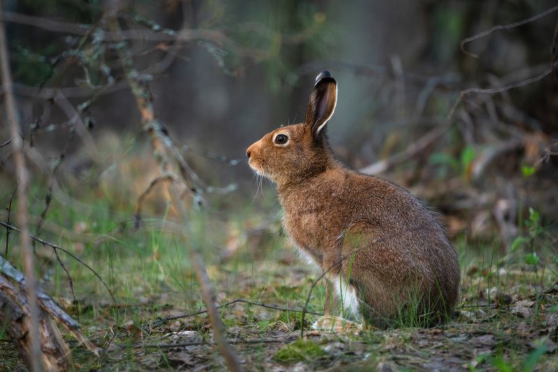 На лесной тропинке... фото превью