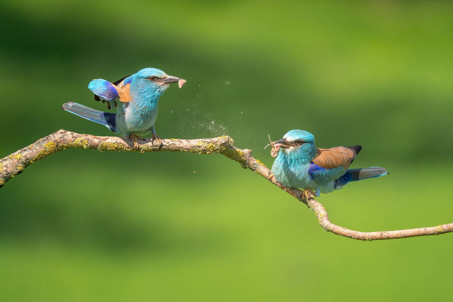 birds, European Roller, wildlife, Lyubomir Momchilov