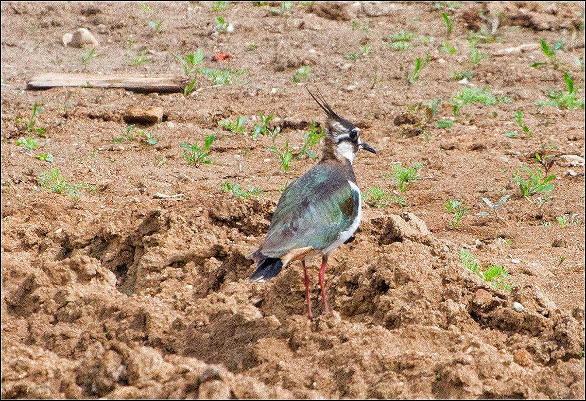 москва, май, пруд,птица, АНАТОЛИЙ ДОВЫДЕНКО