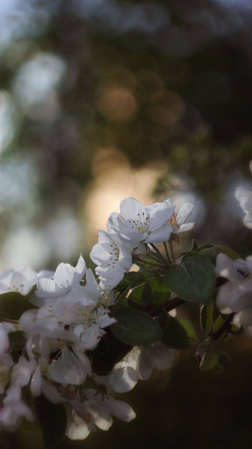 макро, сад, природа, весна, май, macro, blossom, spring, garden, close up, Мария Обидина