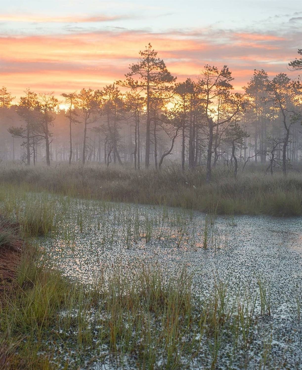 , Петр Косых