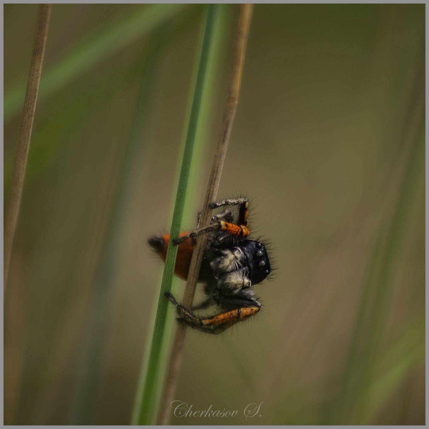 , Черкасов Сергей