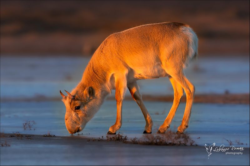 * * * фото превью