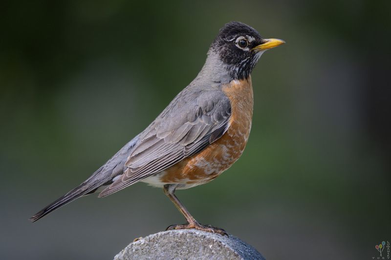 Robin фото превью